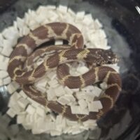 カリフォルニアキングスネーク（ハイポ）26CB