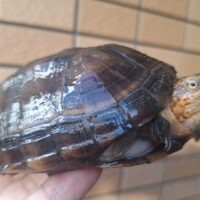 ホオアカドロガメ（甲長約11cm）WC オス