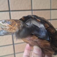 ホオアカドロガメ（甲長約11cm）WC オス