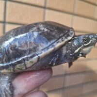 ミシシッピニオイガメ（ブラック）甲長約9cm WC オス