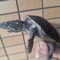 ミシシッピニオイガメ（ブラック）甲長約9cm WC オス