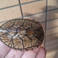 オオアタマヒメニオイガメ（甲長約5,5cm）TSDオス