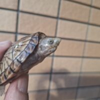 オオアタマヒメニオイガメ（甲長約5,5cm）TSDオス