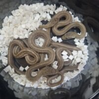 アオダイショウ（パターンレス）26CB