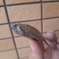 モリイシガメ（26CB）