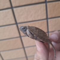 モリイシガメ（26CB）