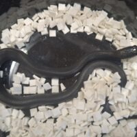 メキシカンブラックキングスネーク（26CB）