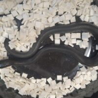 メキシカンブラックキングスネーク（26CB）