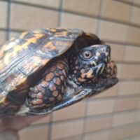トウブハコガメ（甲長約13,5cm）オス 23CB