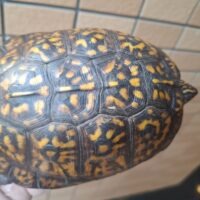 トウブハコガメ（甲長約13,5cm）オス 23CB