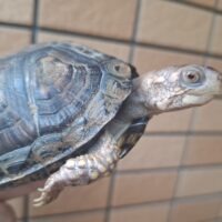 トウブハコガメ（甲長約9,5cm）25CB