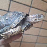 トウブハコガメ（甲長約9,5cm）25CB