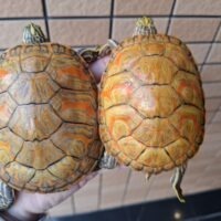 フロリダレッドベリー（T＋アルビノ）甲長約10～11cm