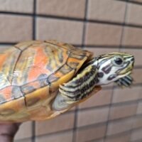 フロリダレッドベリー（T＋アルビノ）甲長約10～11cm