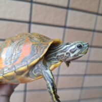 フロリダレッドベリー（T＋アルビノ）甲長約8～8,5cm