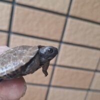 モリイシガメ（26CB）