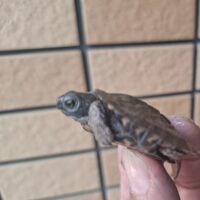 モリイシガメ（26CB）