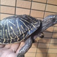 フロリダハコガメ（甲長約16cm）オス