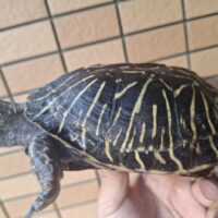 フロリダハコガメ（甲長約16cm）オス