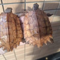 スぺングラーヤマガメ（甲長約8cm）飼い込み