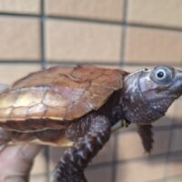 スぺングラーヤマガメ（甲長約8cm）飼い込み