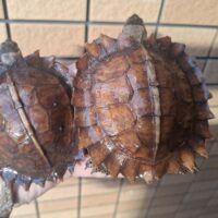 トゲヤマガメ（甲長約10～10,5cm）