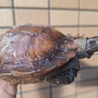 トゲヤマガメ（甲長約10～10,5cm）