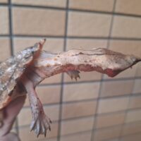 マタマタ（オリノコ）甲長約8,5cm