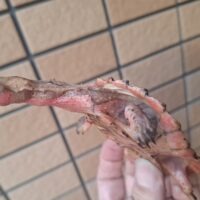 マタマタ（オリノコ）甲長約8,5cm