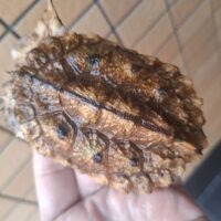 マタマタ（アマゾン）甲長約9,5cm
