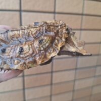 マタマタ（アマゾン）甲長約9,5cm