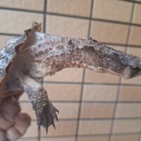 マタマタ（オリノコ）甲長約12cm