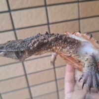 マタマタ（オリノコ）甲長約12cm
