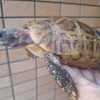ニシベルセオレガメ（多甲板）甲長約18cmオス