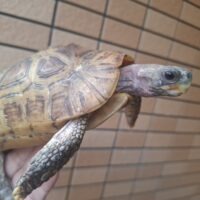 ニシベルセオレガメ（多甲板）甲長約18cmオス