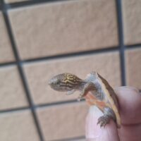 スジクビヒメニオイガメ（26CB）