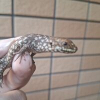 ストケスイワトカゲ（26CB）