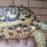 ヒョウモンリクガメ（バブコック×ナミビア）国内CB（甲長約16,5cm）