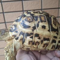 ヒョウモンリクガメ（バブコック×ナミビア）国内CB（甲長約16,5cm）