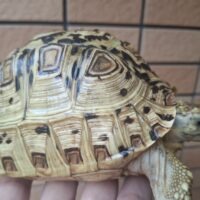 ヒョウモンリクガメ（バブコック×ナミビア）国内CB（甲長約15cm）