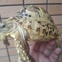 ヒョウモンリクガメ（バブコック×ナミビア）国内CB（甲長約15cm）