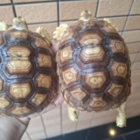 ケヅメリクガメ（８型多甲）甲長約11～12cm