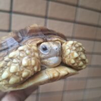 ケヅメリクガメ（８型多甲）甲長約11～12cm
