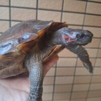 トゲヤマガメ（甲長約20～21cm）メス