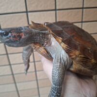 トゲヤマガメ（甲長約20～21cm）メス