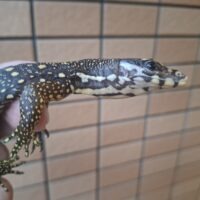 ネグロスウォーターモニター（ホワイトヘッド）26CB