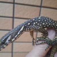 ネグロスウォーターモニター（ホワイトヘッド）26CB