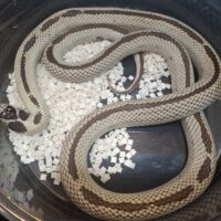 カリフォルニアキングスネーク（リバースストライプ）約120cm 産卵経験あり メス