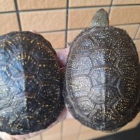 ヨーロッパヌマガメ（甲長約11～12cm）尾切れ