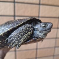 ヨーロッパヌマガメ（甲長約11～12cm）尾切れ